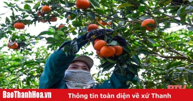 Nguoi nong dan thu hoach trai cay trong vuon mien bac